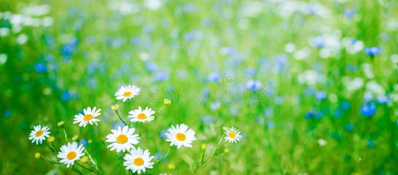 144 Daisy Flowers Green Blur Scenery Background Stock Photos - Free &  Royalty-Free Stock Photos from Dreamstime