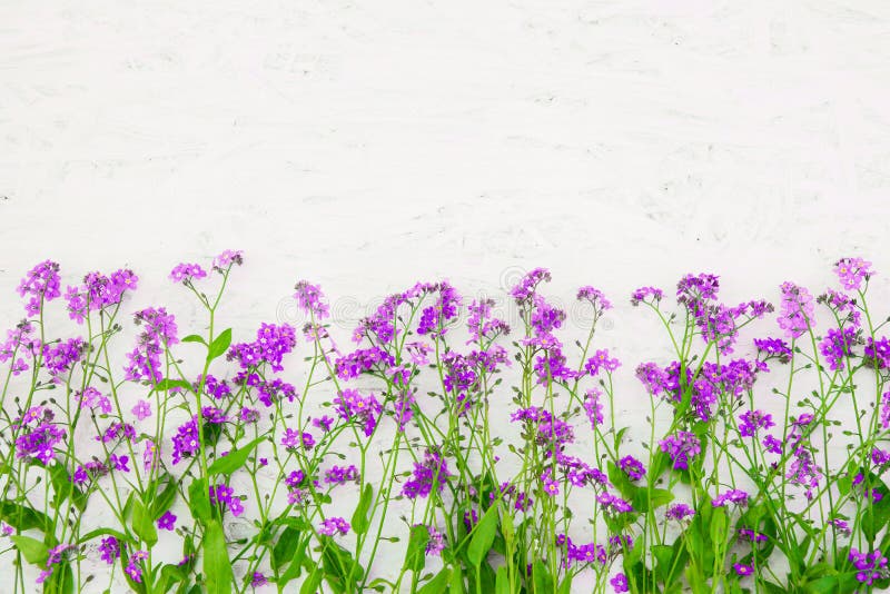 Beautiful Nature Summer Flower background royalty free stock photo