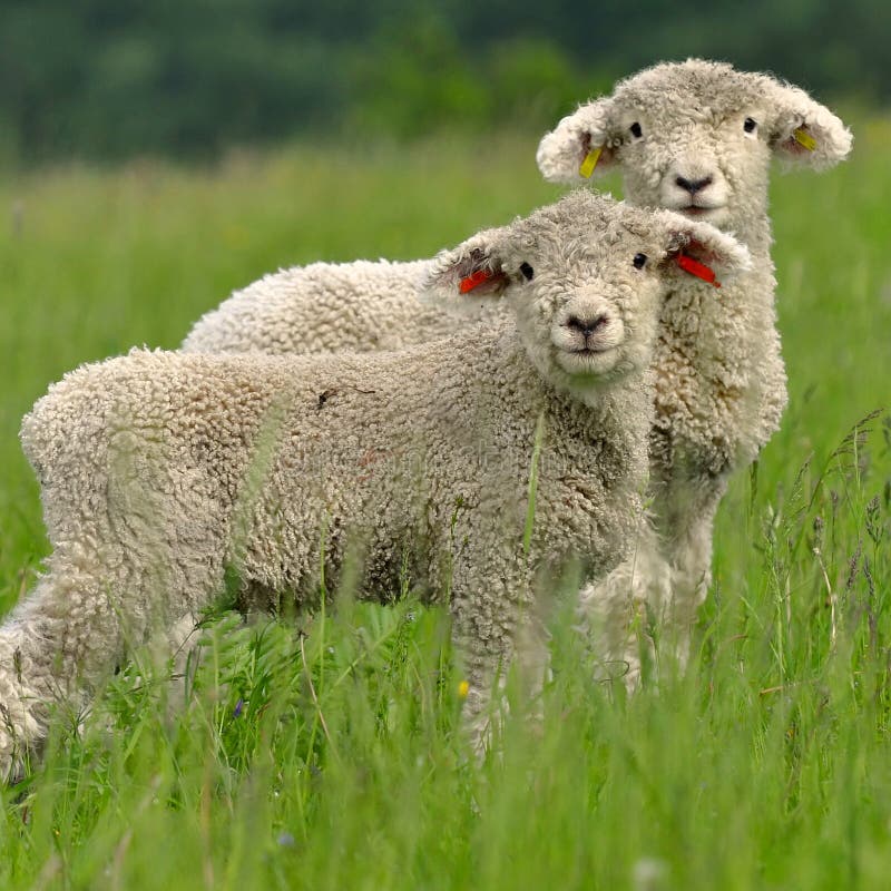 Cute lambs