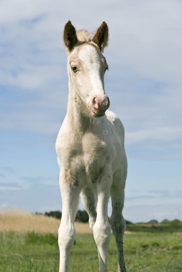 Beautiful newborn foal