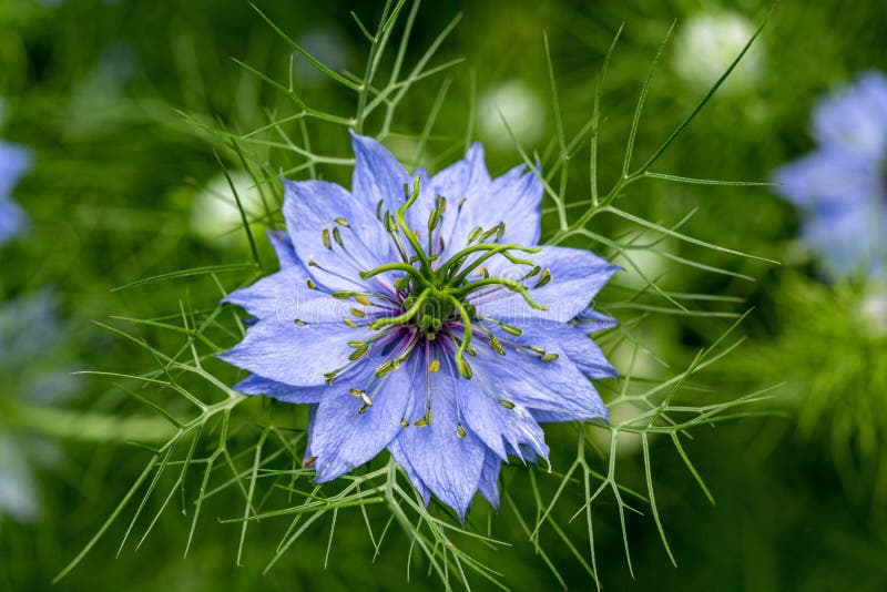 Beautiful Nigella Flowers in the Garden. Stock Photo - Image of botanic ...