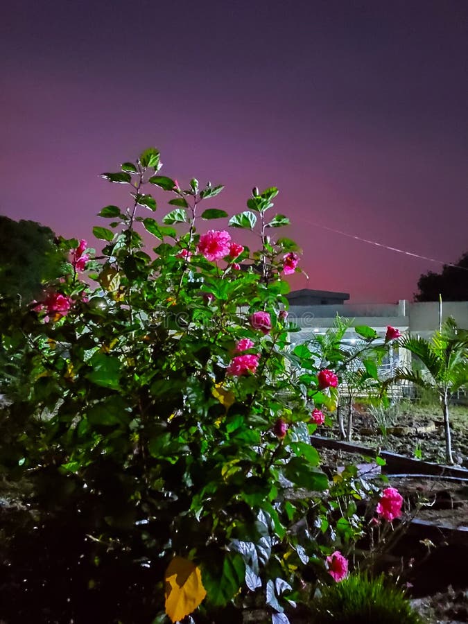 Night Flowers with glitter stock image. Image of violet 19500939