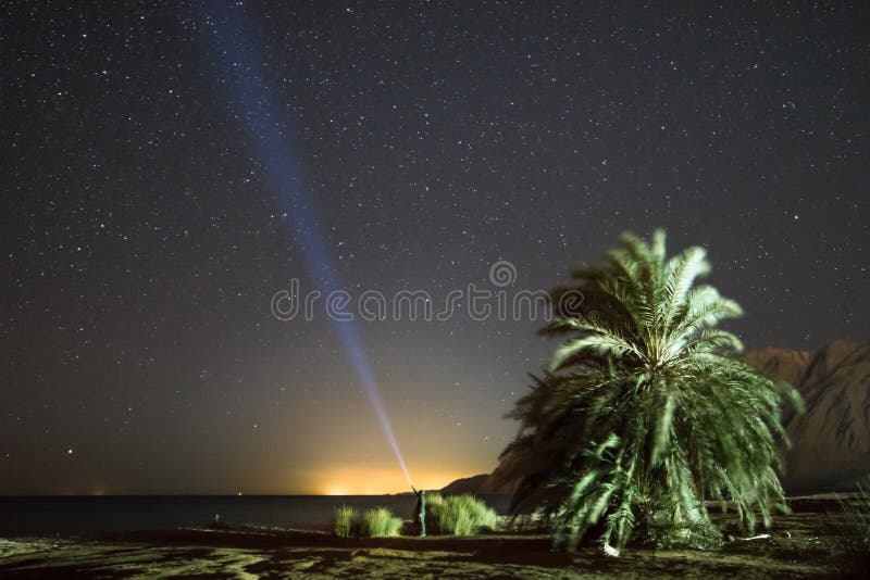 Night landscape with palms and stars