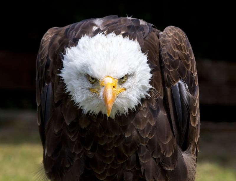 Beautiful north american bald eagle.