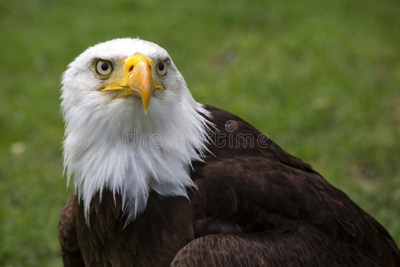 Hermoso norte Americano calvo águila.