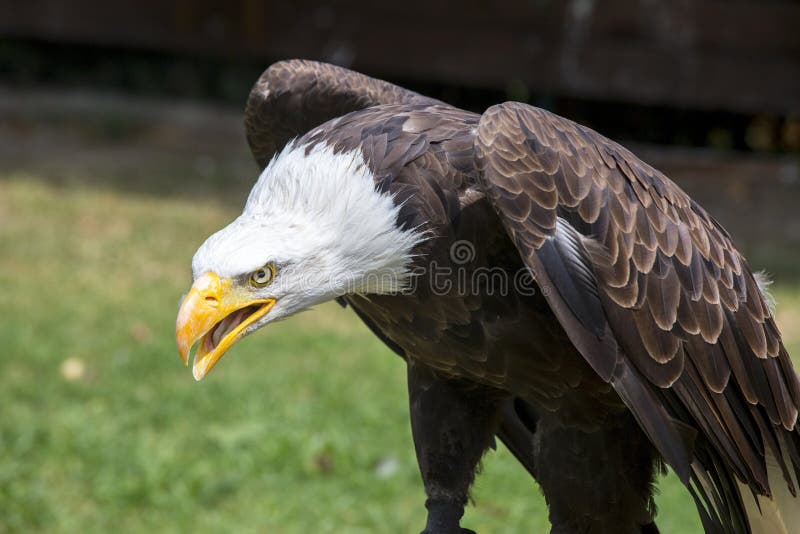 Beautiful north american bald eagle stock photo Beautiful north american bald eagle stock photo
