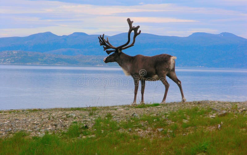 Beautiful Norway nature