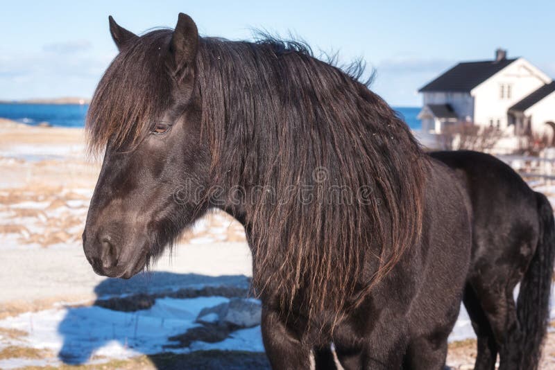 Beautiful norwegian horse, breed Dole Gudbrandsdal on a farm, winter Lofoten, Norway royalty free stock image Beautiful norwegian horse, breed Dole Gudbrandsdal on a farm, winter Lofoten, Norway royalty free stock image