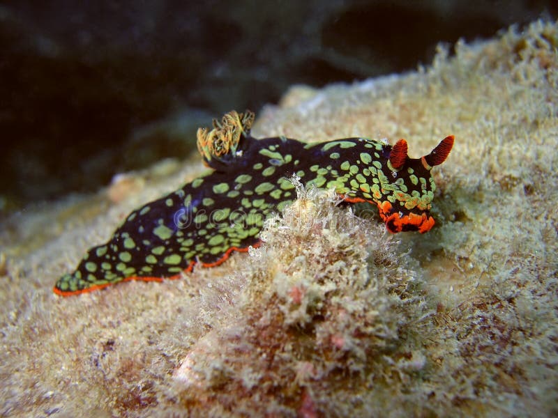 Beautiful Nudibranch