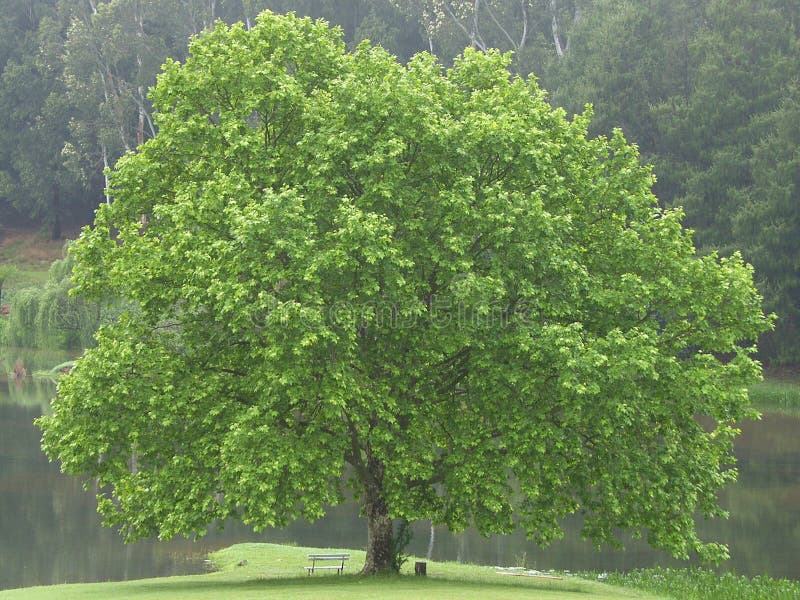BEAUTIFUL OAK TREE stock photos