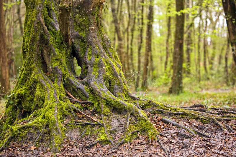 Beautiful oak tree trunk