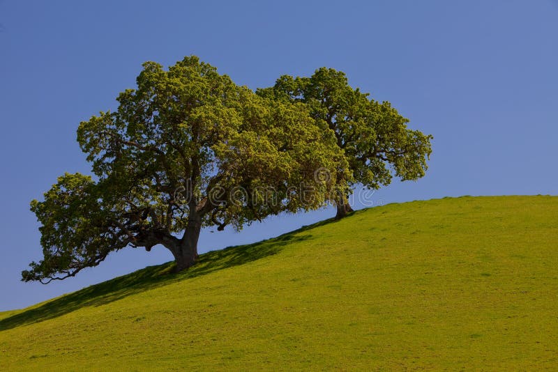 Beautiful oak trees on a green hill with blue sky