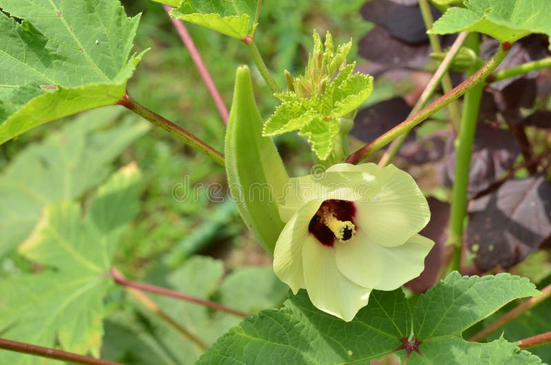 Beautiful Okra Flower with Fruit in the Garden Stock Photo Image of