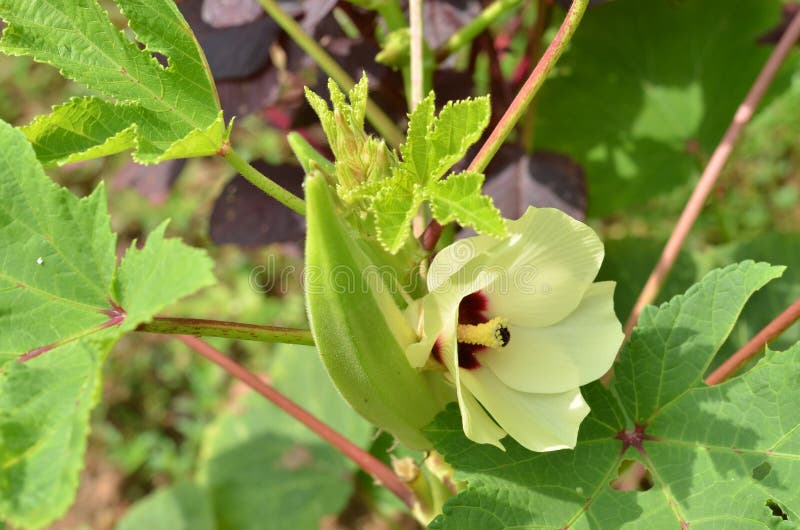 Beautiful Okra Flower with Fruit in the Garden Stock Photo Image of