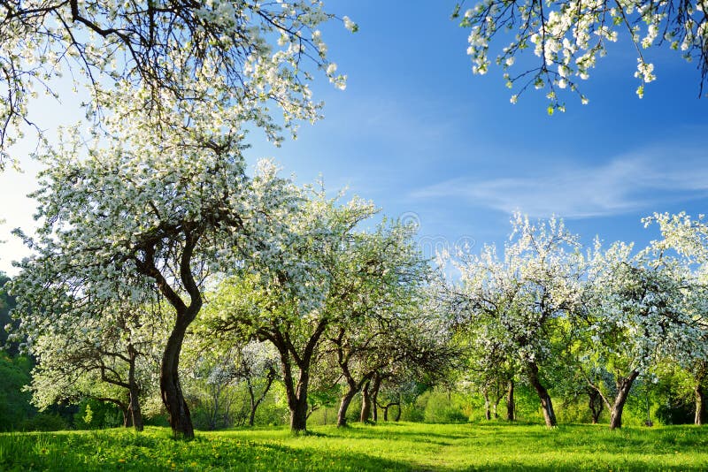 Beautiful old apple tree garden blossoming on sunny spring day