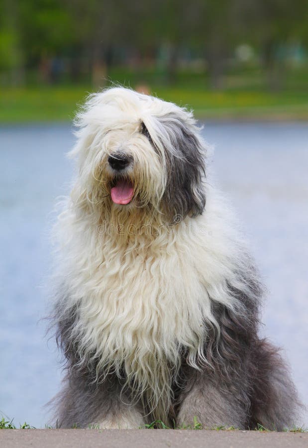 Beautiful Old English Sheepdog in Summer Stock Photo - Image of summer ...