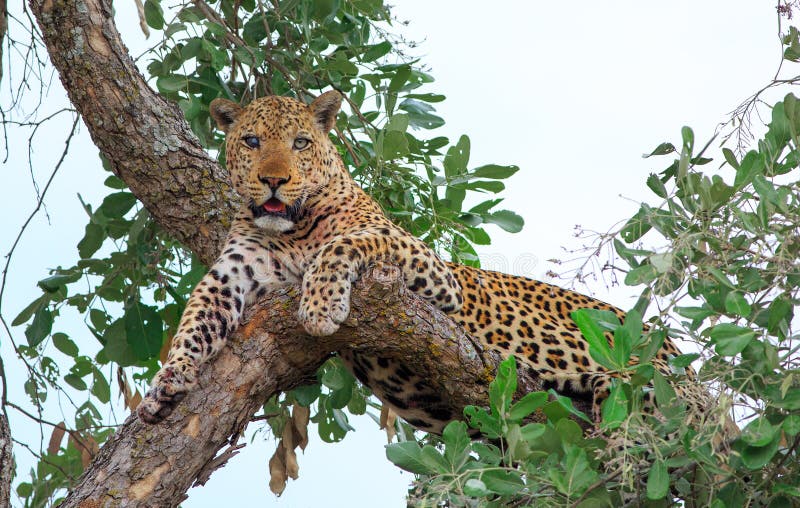 Beautiful old one eyed leopard relaxed in a tree looking directly ahead in South Luangwa National Park, zAMBIA