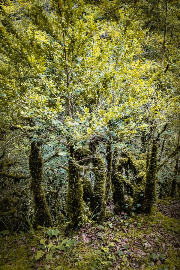 Beautiful Old Trees, Trunks Covered with Moss, in Wild Forest Stock Image Image of color