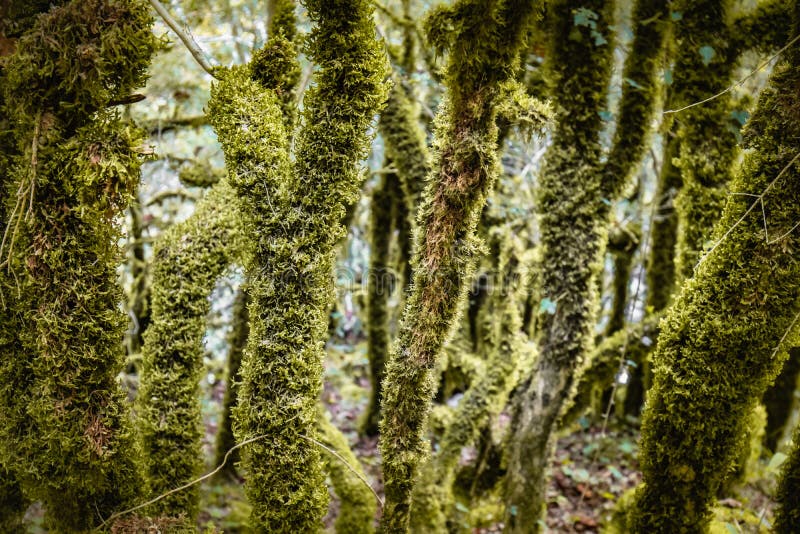 Beautiful Old Trees, Trunks Covered with Moss, in Wild Forest Stock Image Image of background