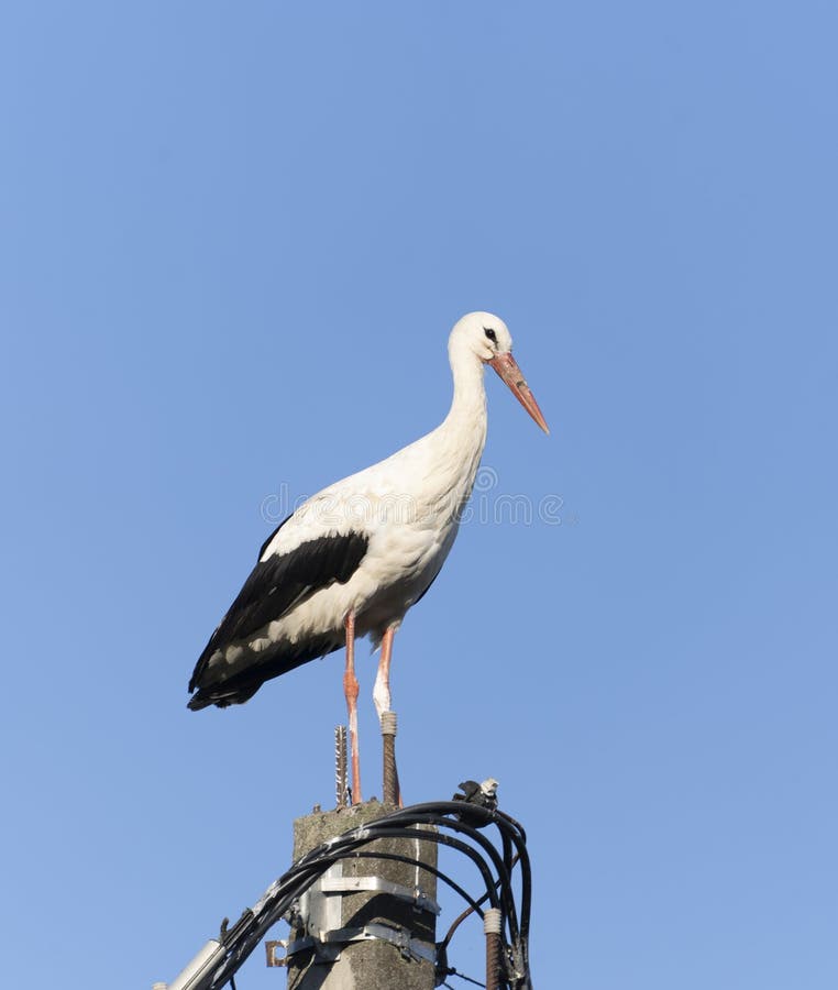 Beautiful one white storks on a background of blue sky.