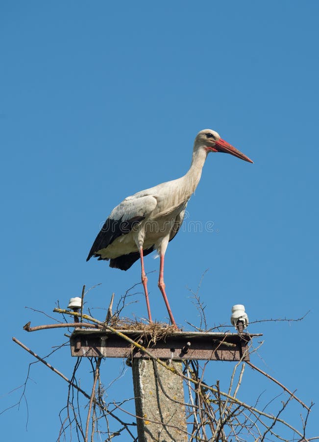 Beautiful one white storks Ciconia ciconia on a background of blue sky