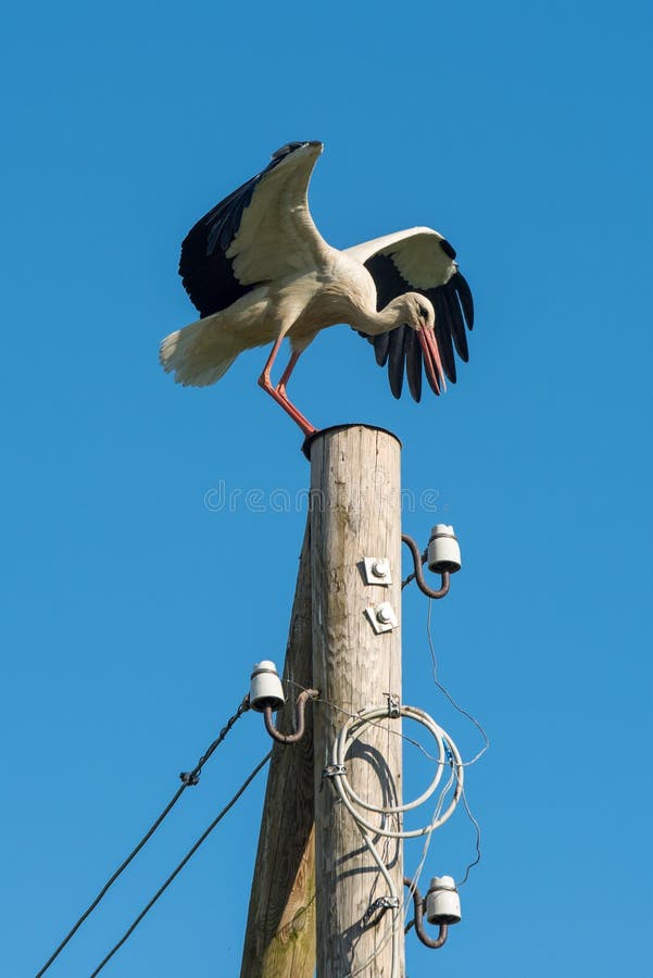 Beautiful one white storks Ciconia ciconia on a background of blue sky