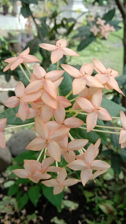 Beautiful orange Ashoka flowers stock photos
