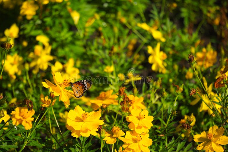 A Beautiful Orange And Black Thai Butterfly Atop A Stunning Group