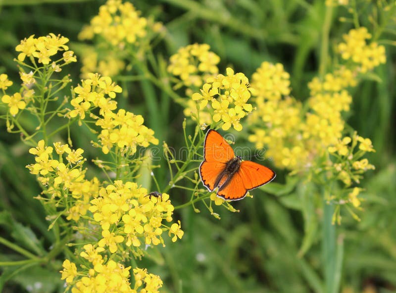 Beautiful orange butterfly sitting at a yellow fower