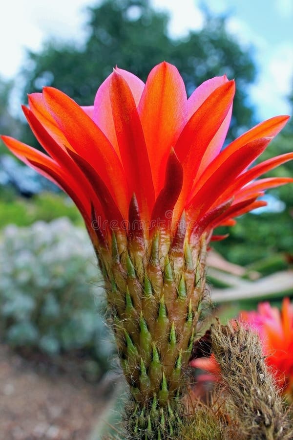 Orange Color Flower of Hybrid Torch Cactus Stock Photo - Image of