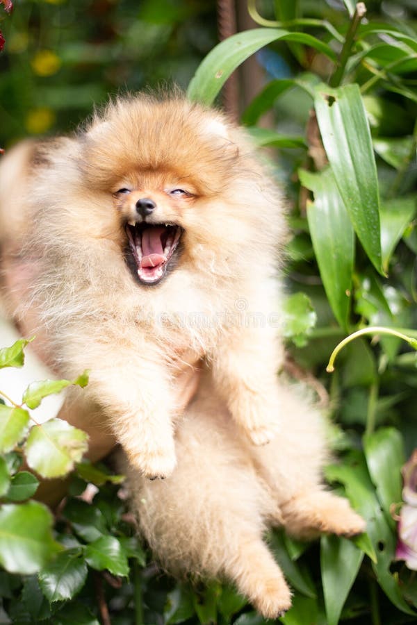 Beautiful orange dog - pomeranian Spitz. Puppy pomeranian dog cute pet happy smile playing in nature.