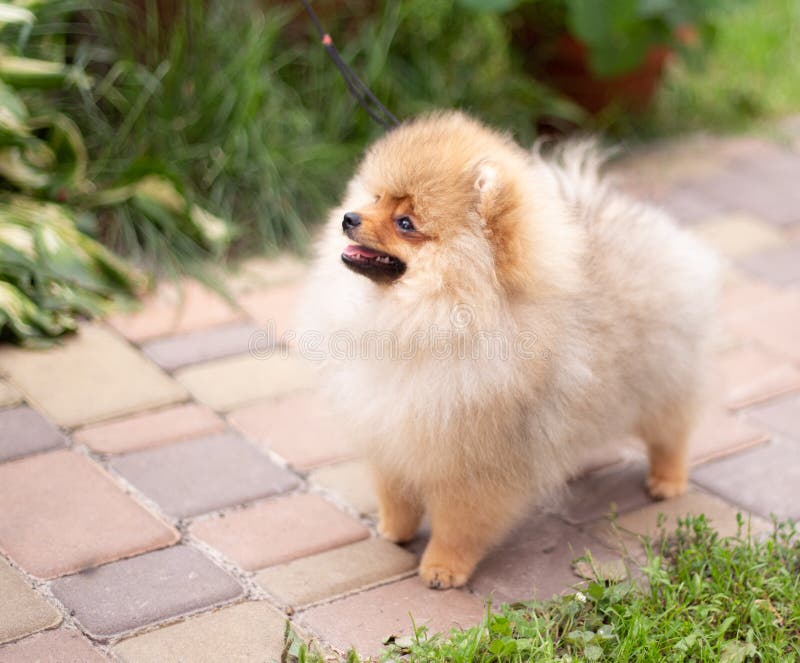 Beautiful orange dog - pomeranian Spitz. Puppy pomeranian dog cute pet happy smile playing in nature. Faithful, sword.