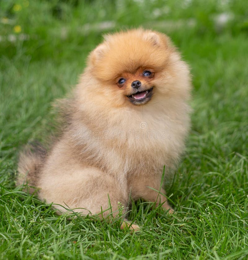 Beautiful orange dog - pomeranian Spitz. Puppy pomeranian dog cute pet happy smile playing in nature. Small, care.