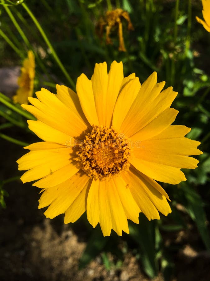 Beautiful orange flower stock image. Image of blooming 128246439