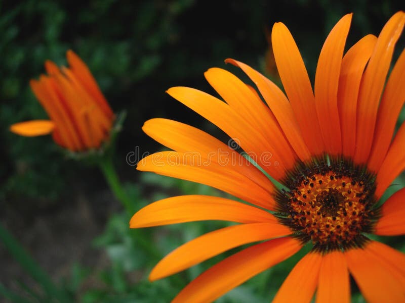 Beautiful Orange Flower Picture. Image 5639538