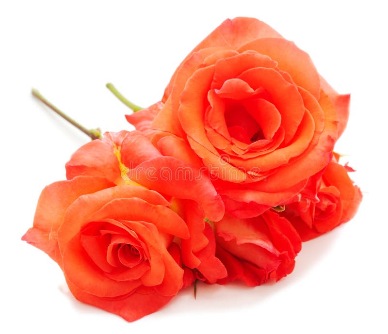 Beautiful orange flowers royalty free stock images Beautiful orange flowers royalty free stock images