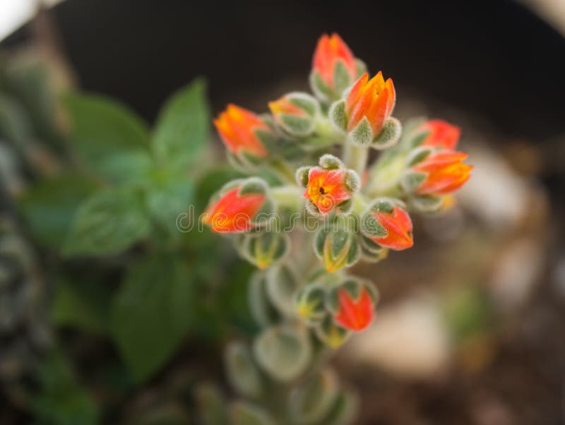 Beautiful Orange Flowers Succulent, Milos, Greece Stock Image Image