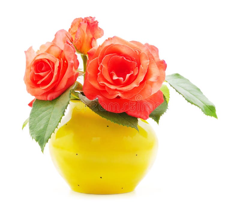 Orange Beautiful Nasturtium Stock Image Image of flower, nasturtium