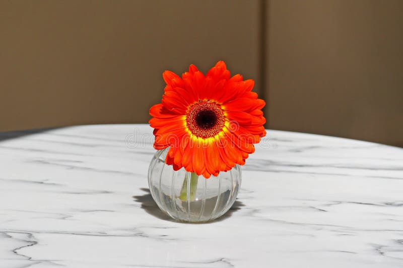 Orange Gerbera in a Small Vase Stands on the Table Stock Photo Image
