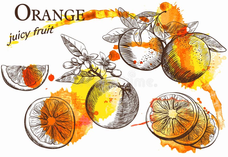 Beautiful orange stock illustration Beautiful orange stock illustration