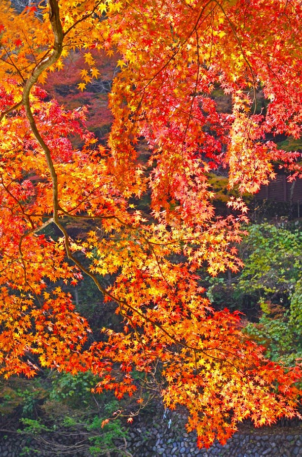 Beautiful Orange Maples stock photo. Image of white, tree 37237984