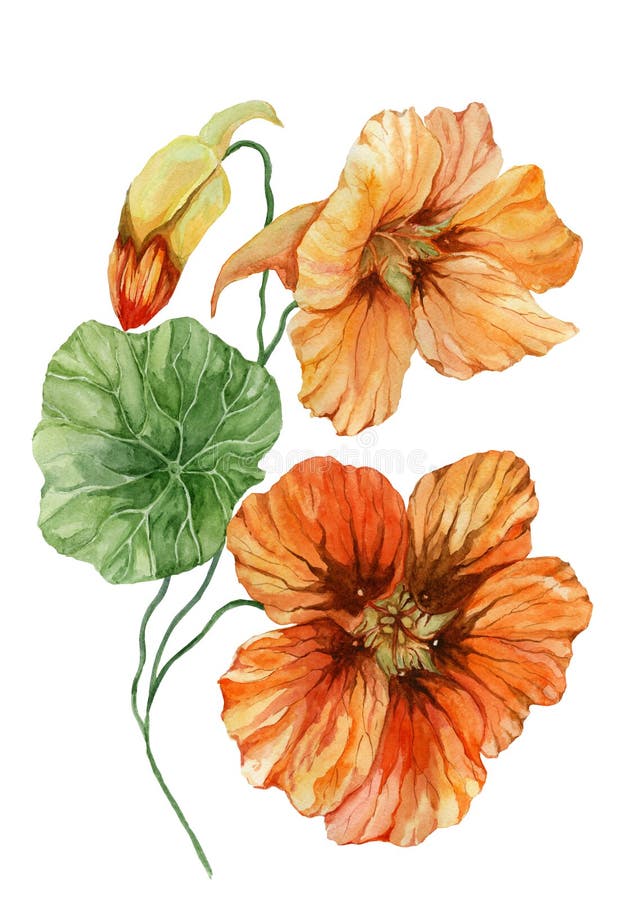 Beautiful orange nasturtium flower nose-twister on a green stem with leaves. Isolated on white background. Watercolor painting