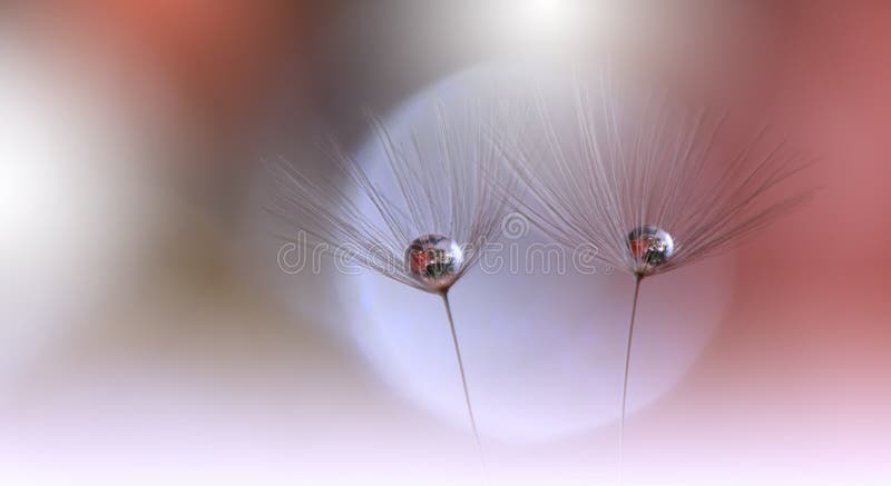 Beautiful Orange Nature Background.Abstract Artistic Wallpaper.Macro Photography.Floral Art Design.Coral Color.Dandelion,drops.