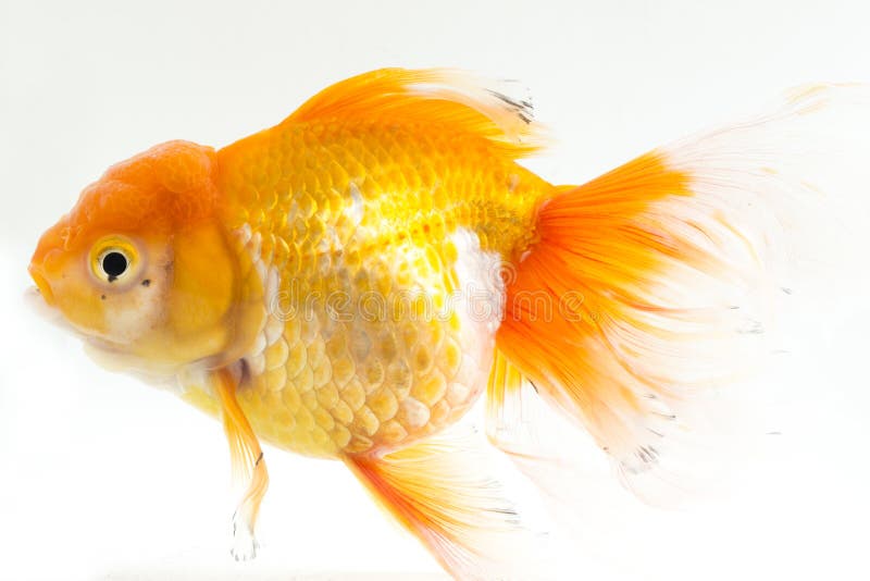 Beautiful Orange Oranda Goldfish Carassius auratus diving in fresh water glass tank. Isolated on white background royalty free stock photos Beautiful Orange Oranda Goldfish Carassius auratus diving in fresh water glass tank. Isolated on white background royalty free stock photos