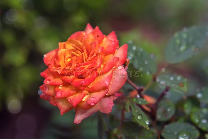 Beautiful Orange Rose Growthing in the Garden. Stock Photo - Image of ...