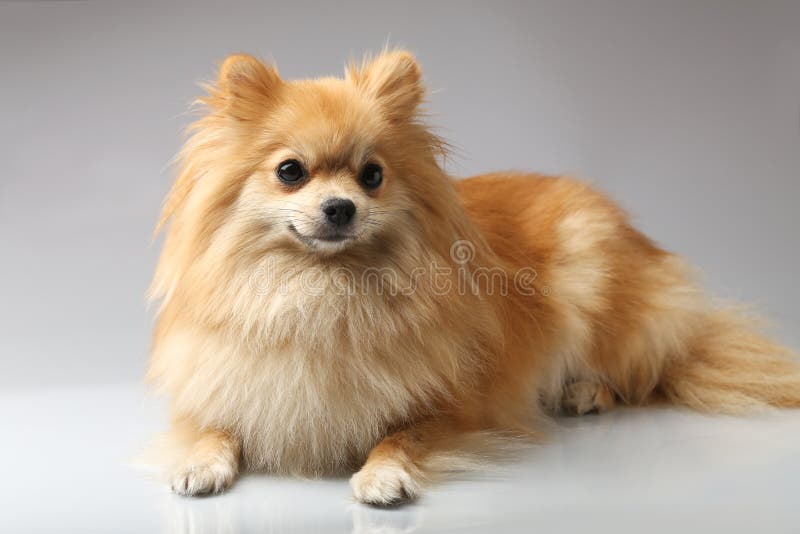 Beautiful Orange Small German Spitz Stock Photo Image of adorable, look 69019212