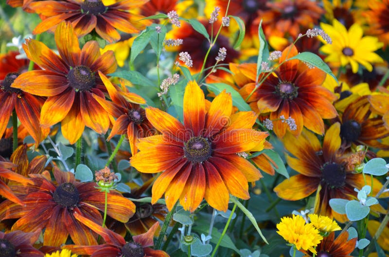 Beautiful orange susan flowers