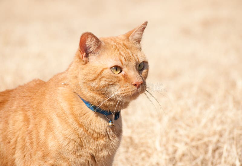 Orange Tabby Cat Running Full Speed Stock Image Image of funny
