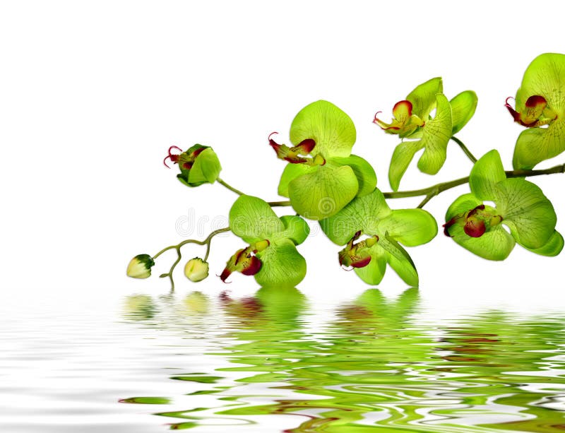 Elegantná Zelená Orchidea Odpočíva Na Vrchole Vody.