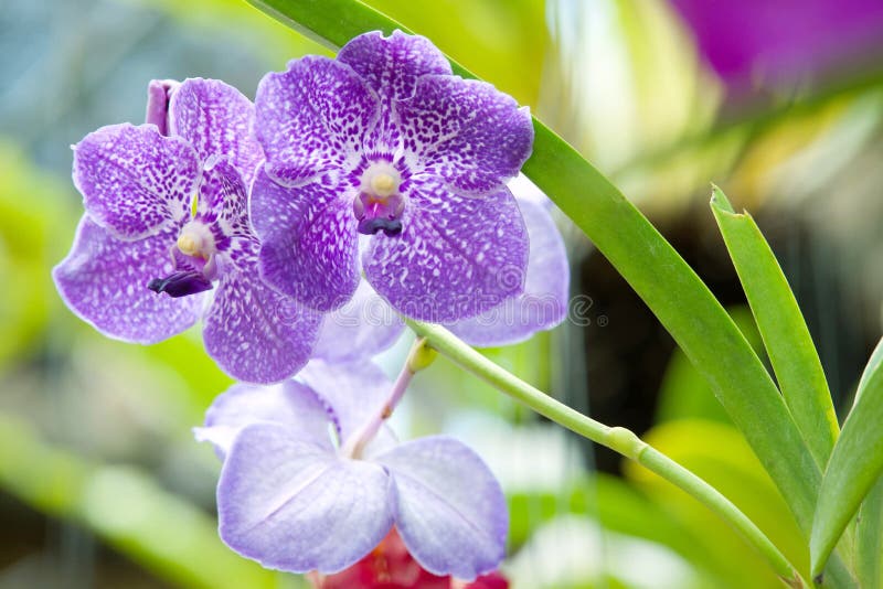 Beautiful orchid stock photo. Image of aromatic, flora 26851214